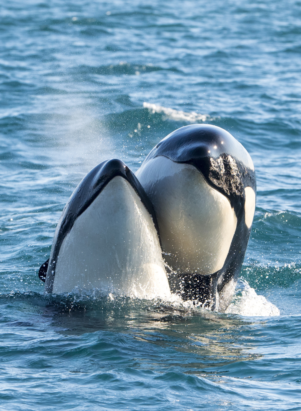 Two killer whale friends.