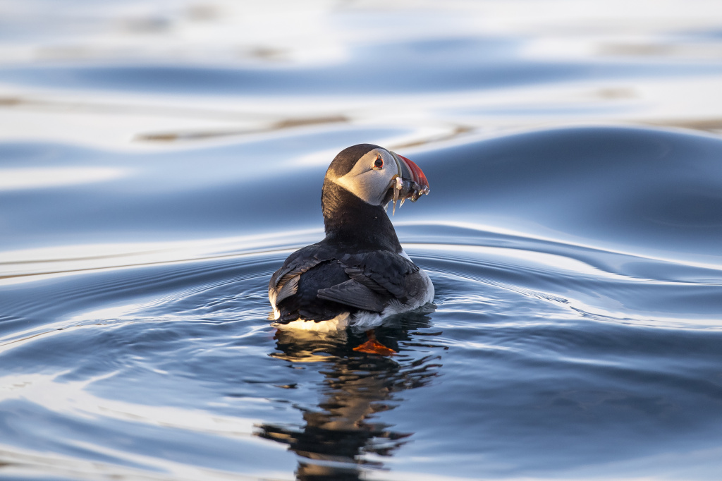 Puffin. ©Marten Bril.