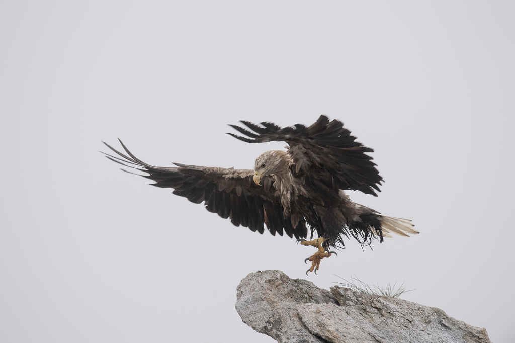 Eagle outside of Andøy in Vesterålen. ©Marten Bril.
