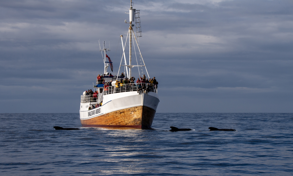 MS Reine with pilot whales.