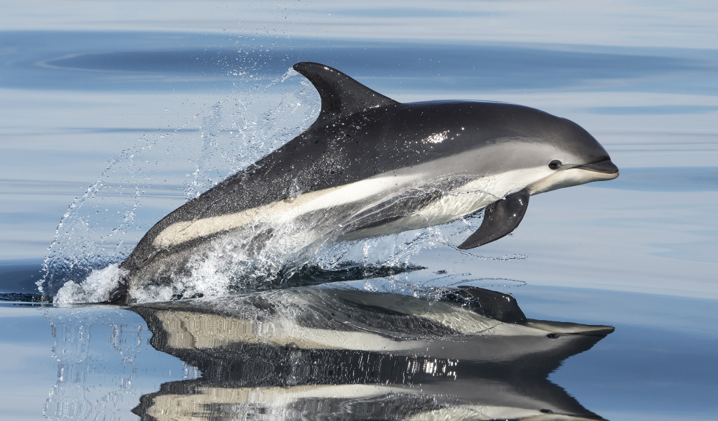 White-sided dolphin. ©Marten Bril.