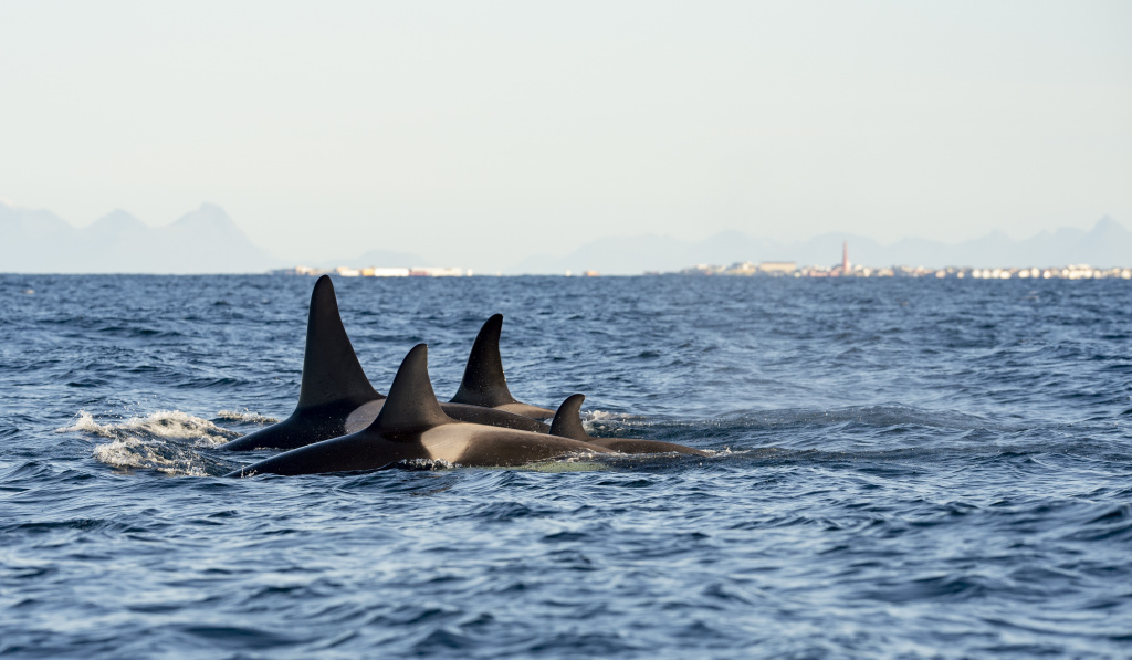 Orcas with Andenes in the background.