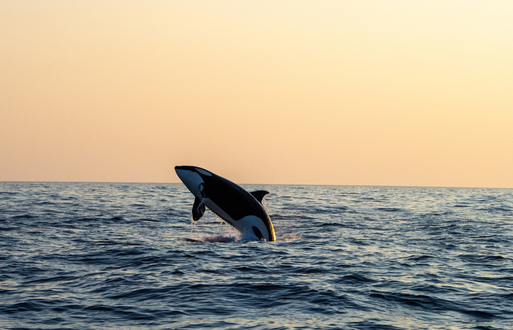 Jumping orca. ©Marten Bril.
