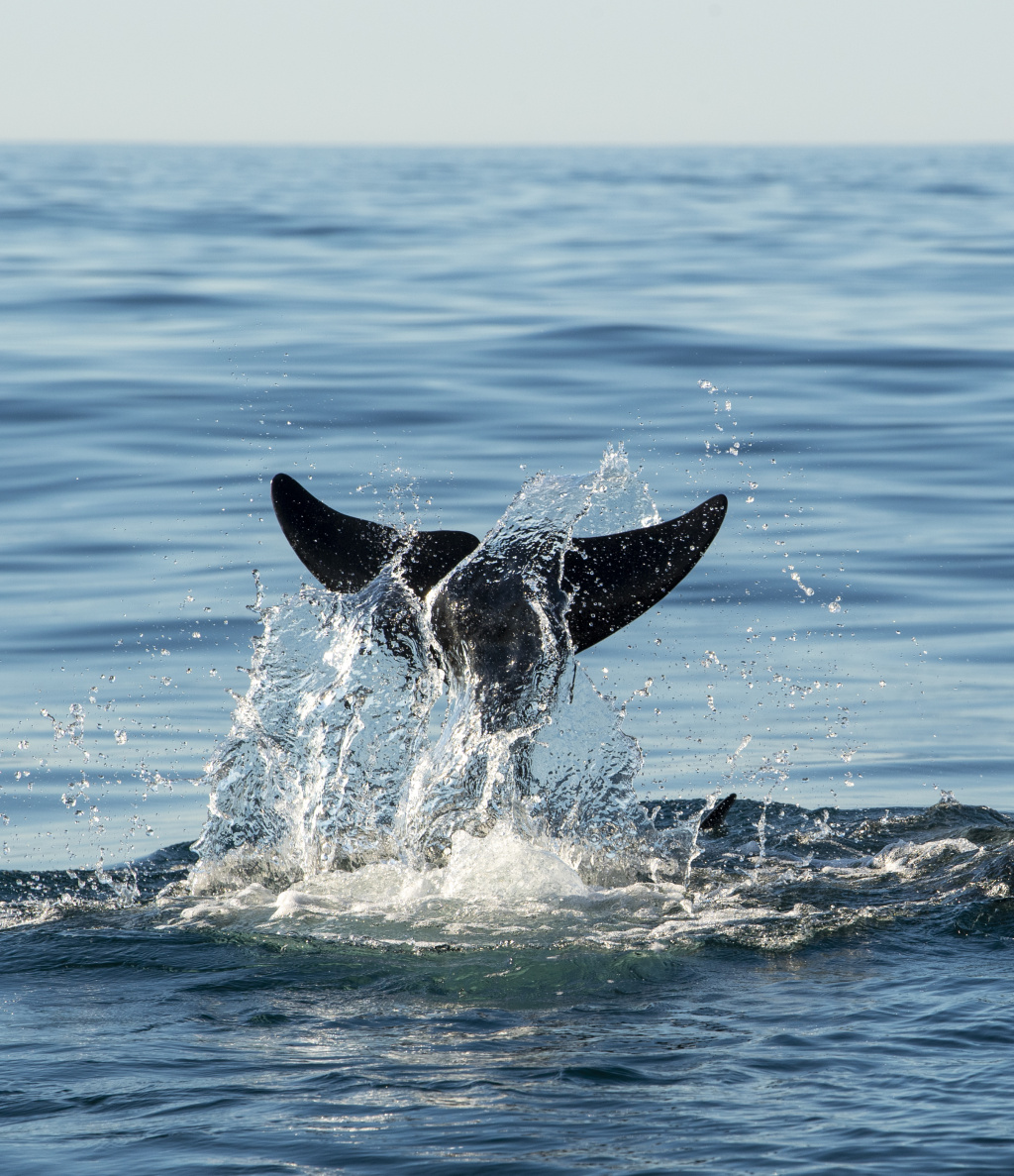 Diving pilot whale.