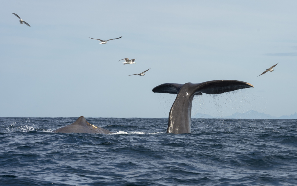Sperm whale dive at Andøy, Vesterålen. ©Marten Bril.