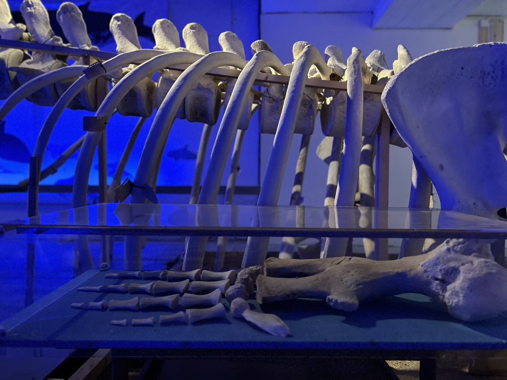 skeleton room, Andenes, Vesterålen. ©whalesafari.