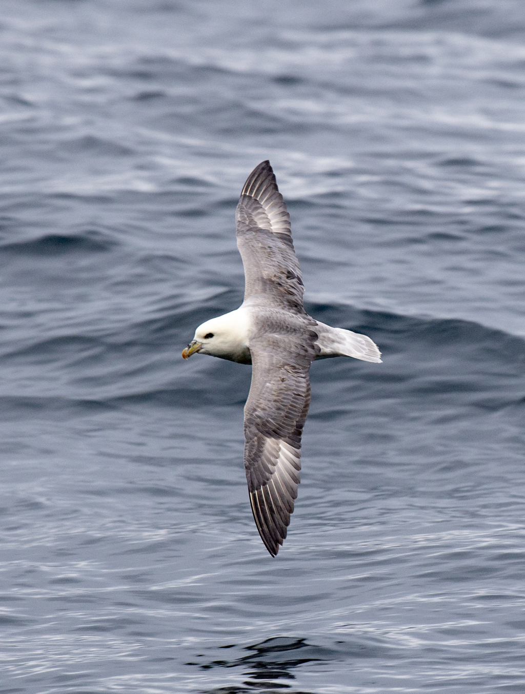 Fulmar in flight. ©Marten Bril.