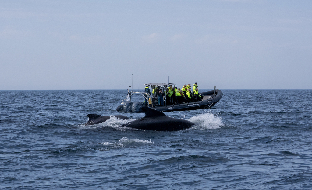 Pilot whales at Andenes, Vesterålen. ©Marten Bril.