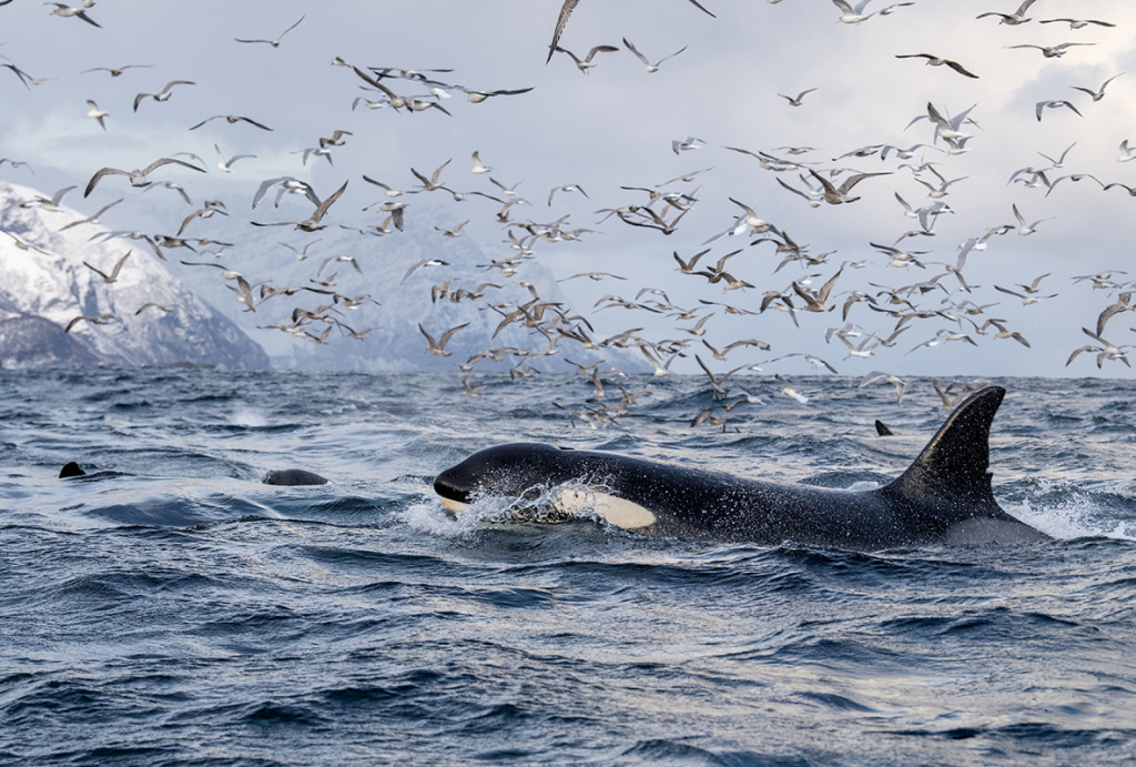 Orcas at Whale watching in Skjervøy. ©Marten Bril.