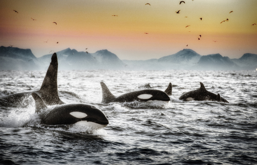 Winter-whales, a pod of orcas in winterlight. ©Marten Bril.