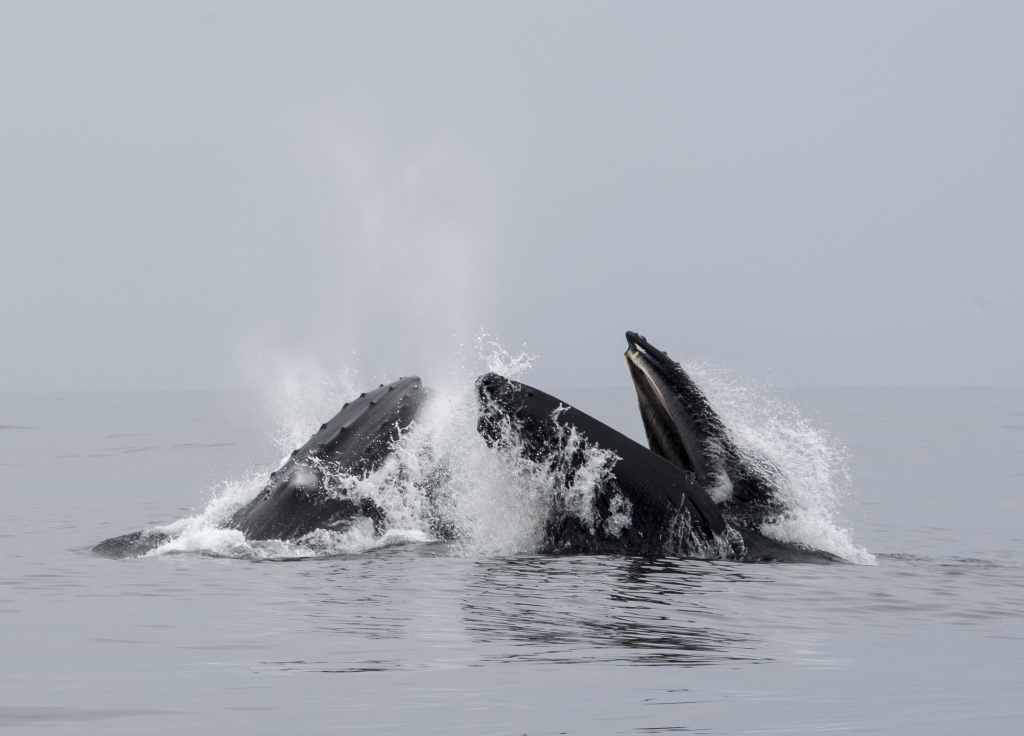 Humpback whales. ©Marten Bril.