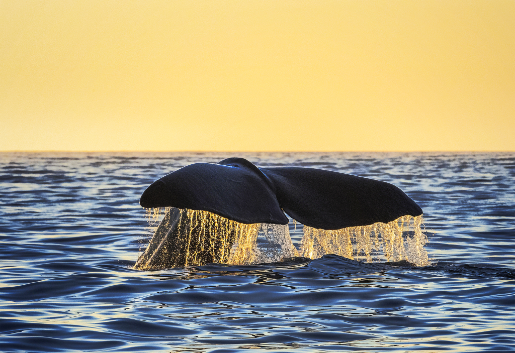 Spermwhale © Marten Bril.