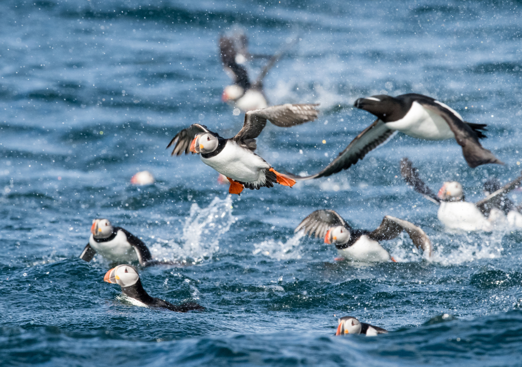Lots and lots of puffins. ©Marten Bril.