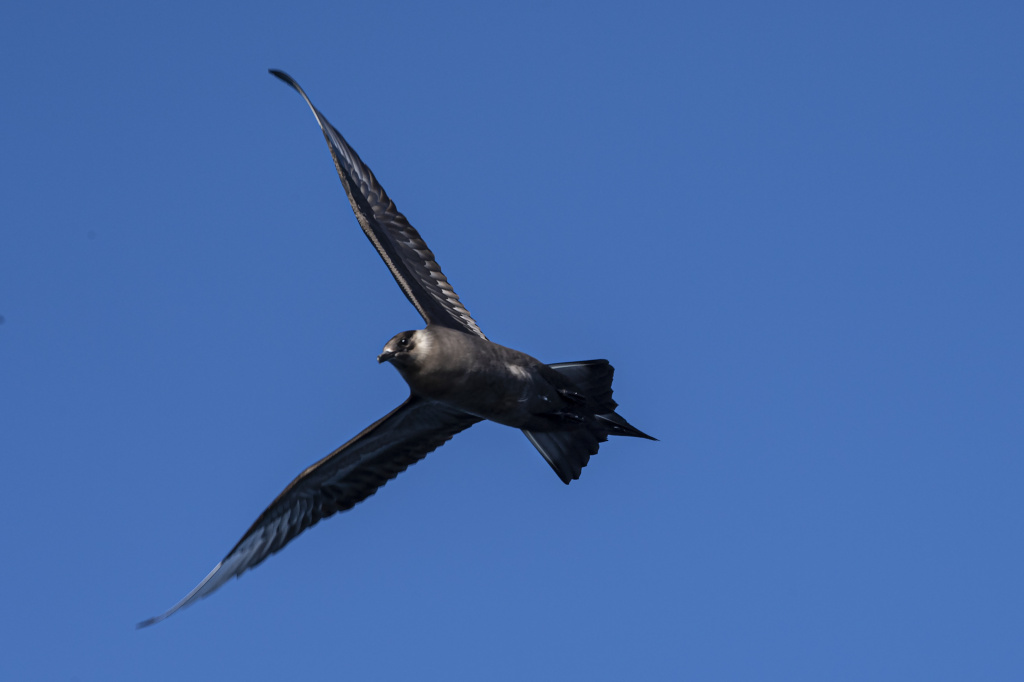 Arctic Skua. © Marten Bril.
