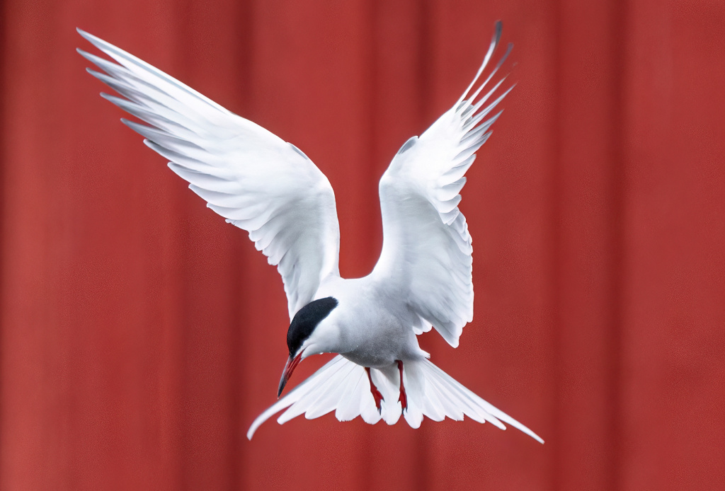 Arctic tern. ©Marten Bril.