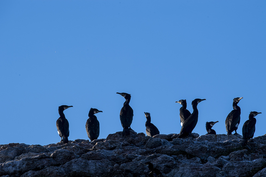Resting Cormorant. ©Marten Bril.