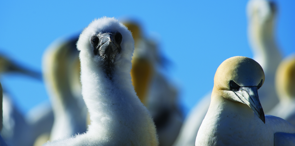 Young gannet.