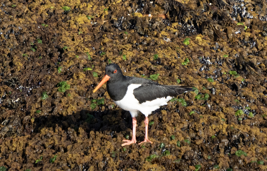 Oystercatcher. ©Marten Bril.