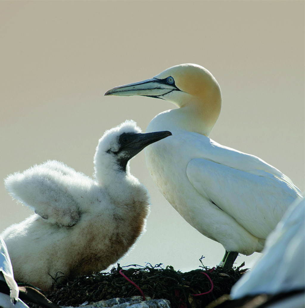 A gannet with youngling. ©Marten Bril.