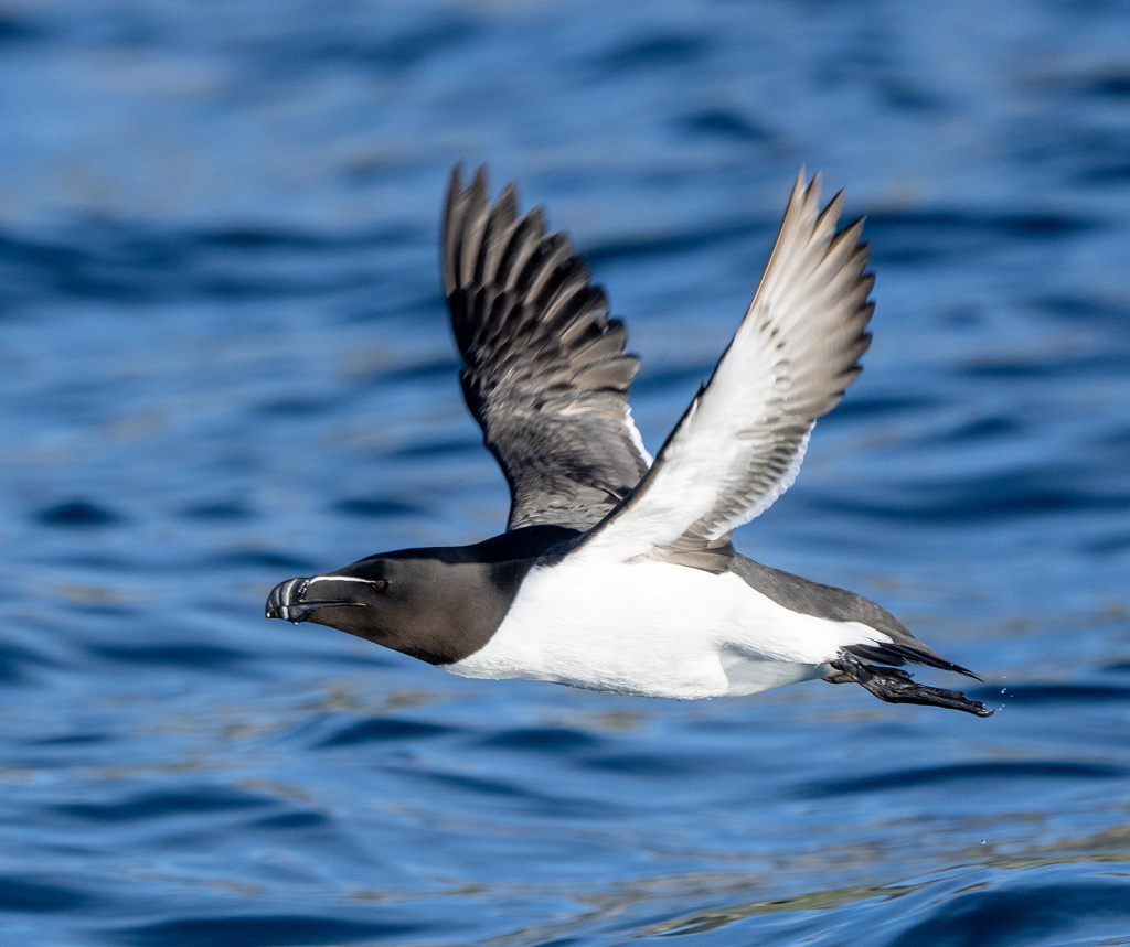 Razorbill in flight outside of Andøya in Vesterålen.