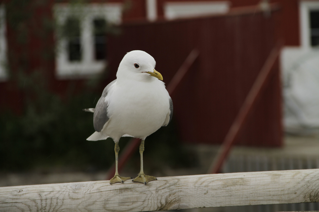 Seagull. ©ToreSOlsen_nordnorge.com.