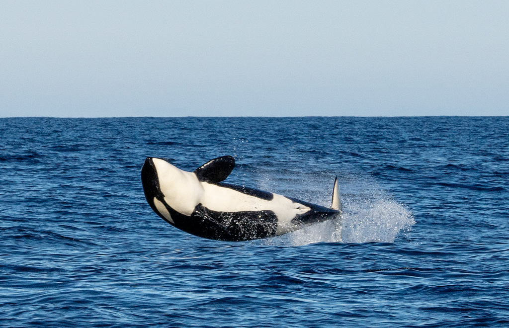 Jumping orca with Whale2Sea and Whalesafari. ©Marten Bril.
