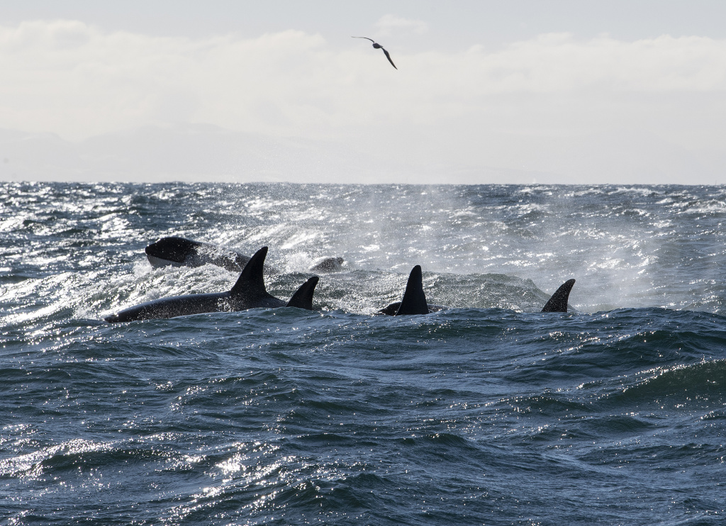 Winter orcas ©Marten Bril.