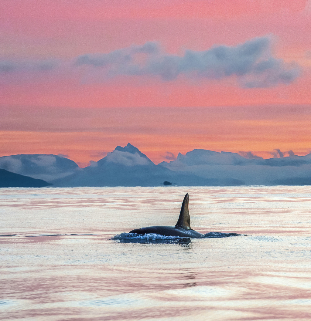 Orca in winterlight ©Marten Bril.