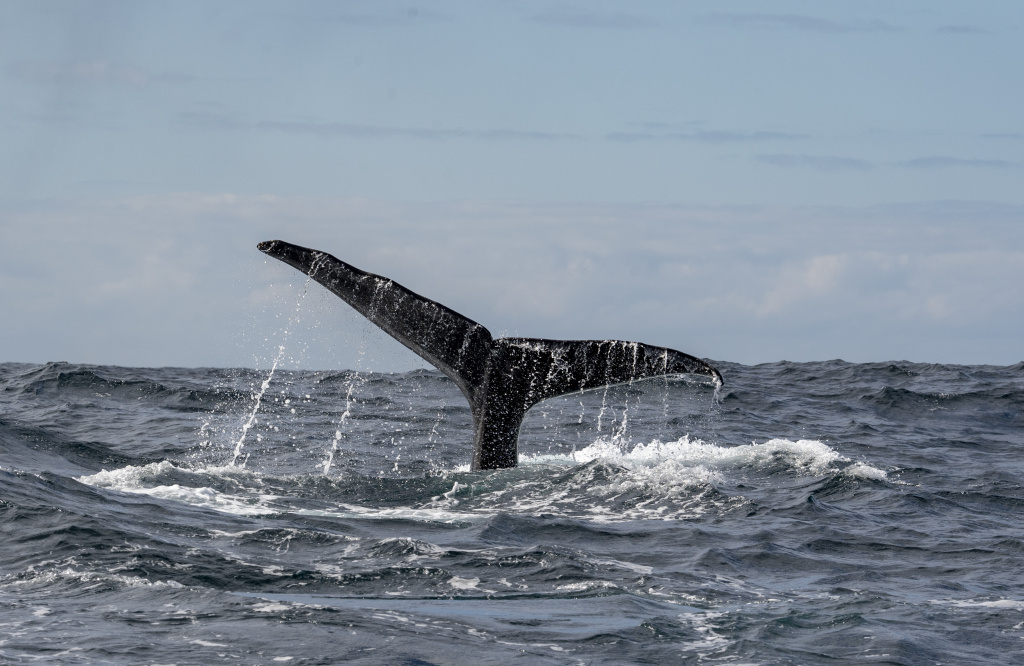Spermwhale Andøy, Vesterålen. ©Marten Bril.