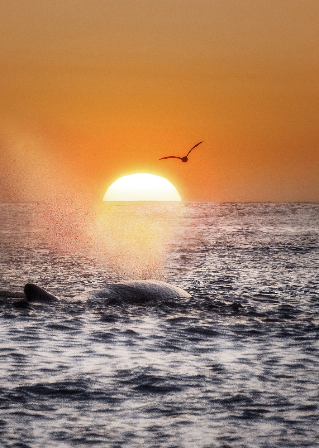 Sperm whale in midnight sun. ©Marten Bril.
