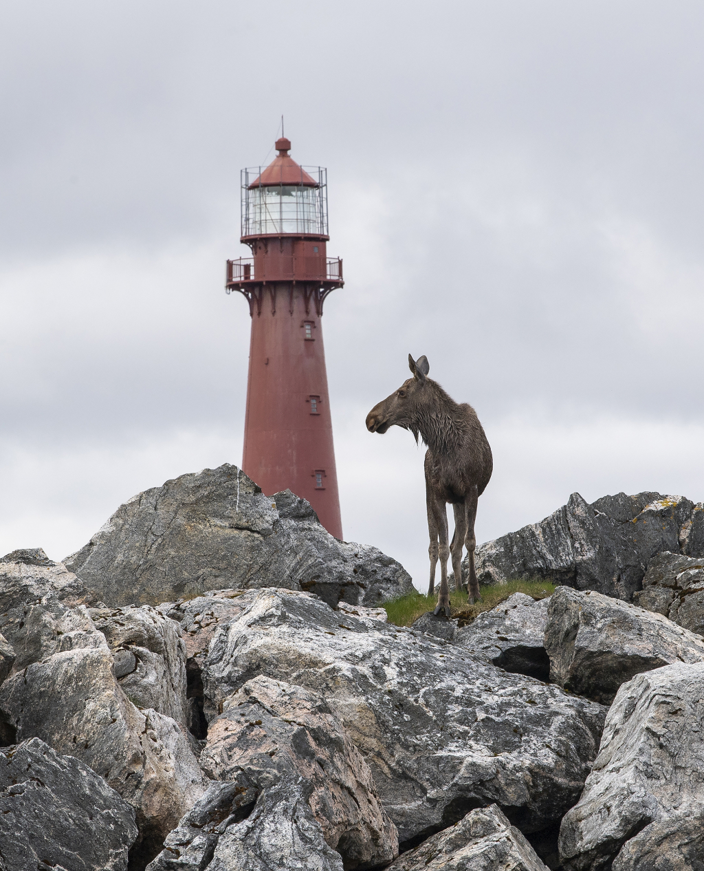 Moose at Andenes lighthouse.