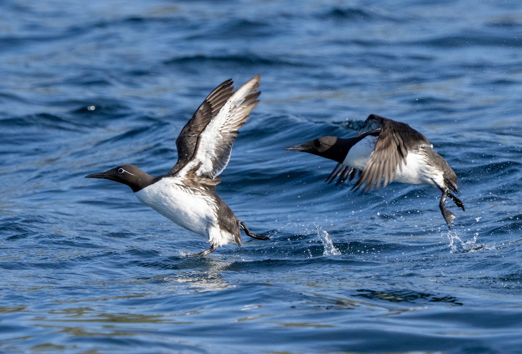 Guillemot.