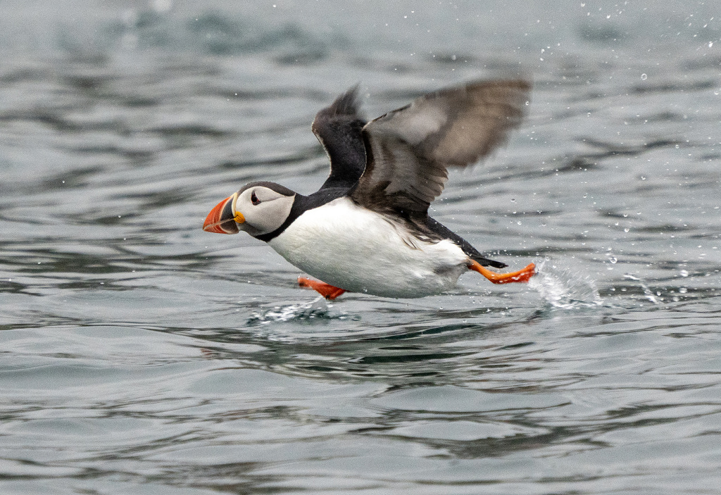 Running puffin. ©Marten Bril.