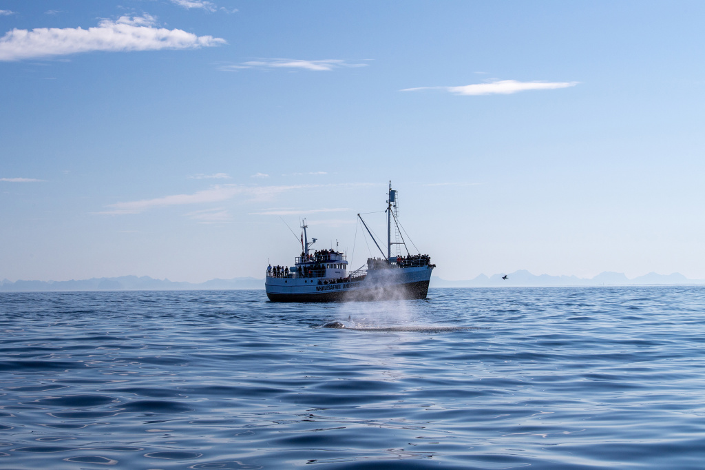 Whale watching with large boat in Andenes. ©Marten Bril.