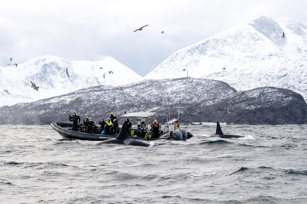 Whalesafari in Skjervøy. ©Marten Bril.