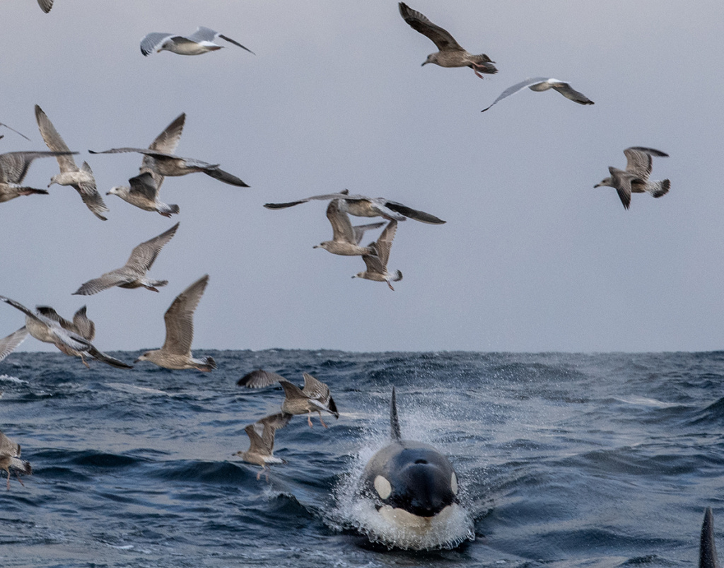 Whale watching in Skjervøy. ©Marten Bril.