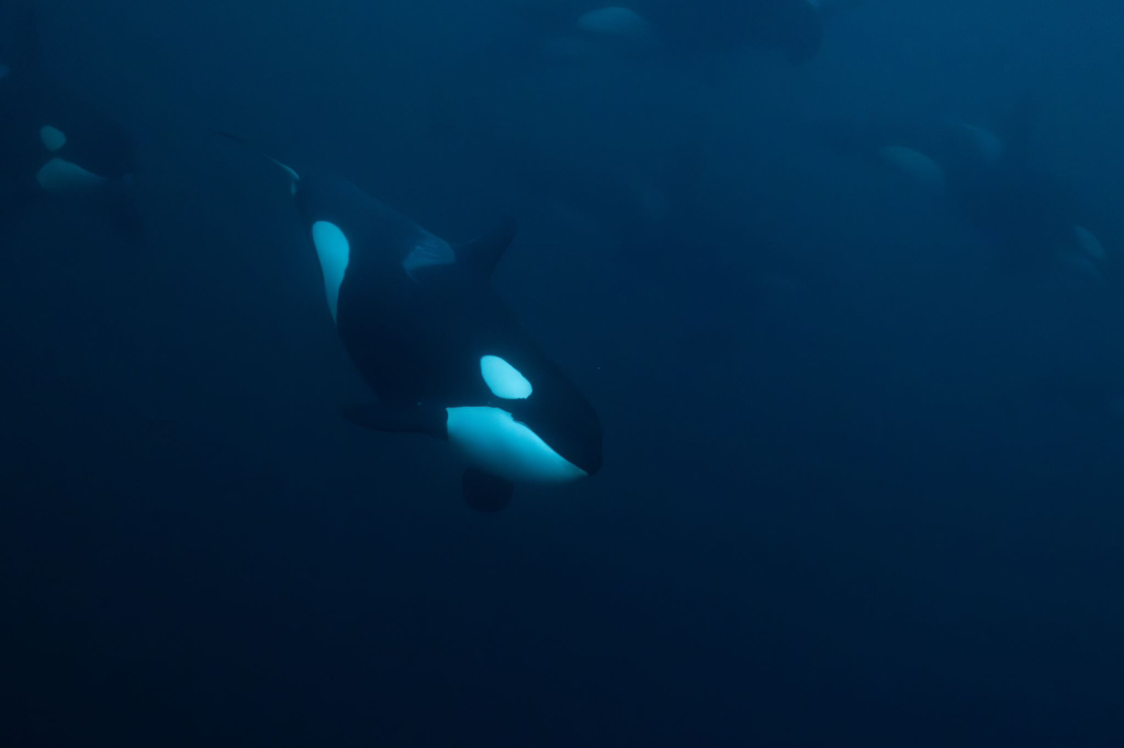 Orca below the surface. ©Ove Pedersen.