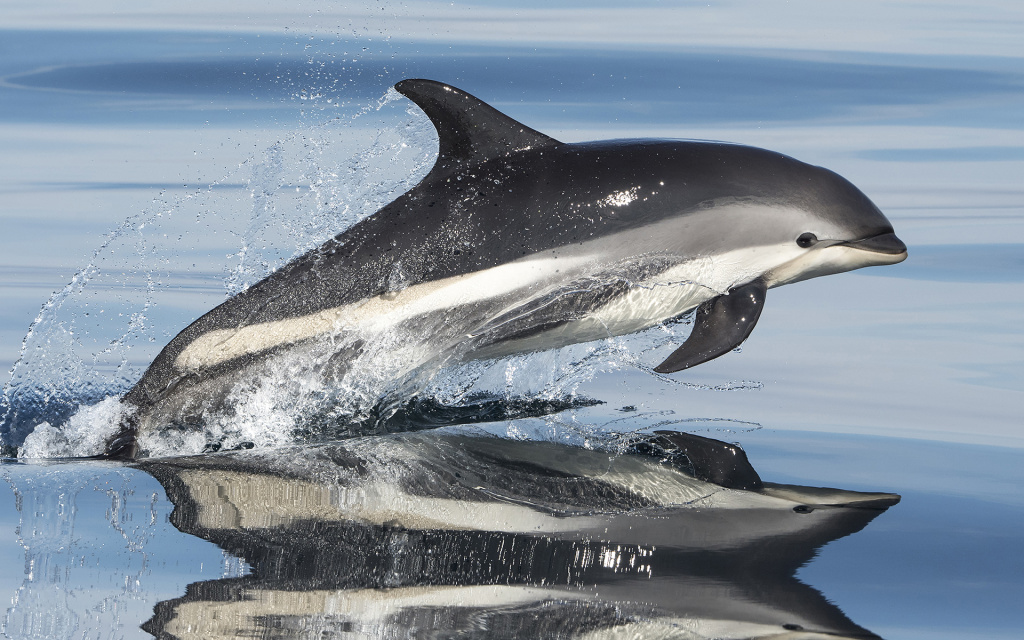 Jumping whitesided dolphing. © Marten Bril.
