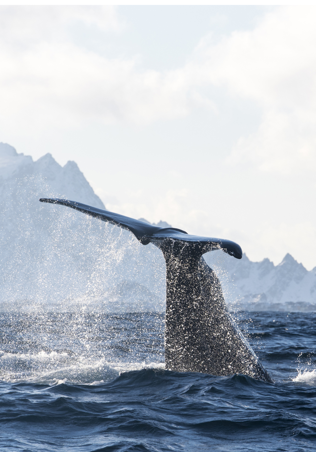 Sperm whale in winter off Andøy ©Marten Bril.
