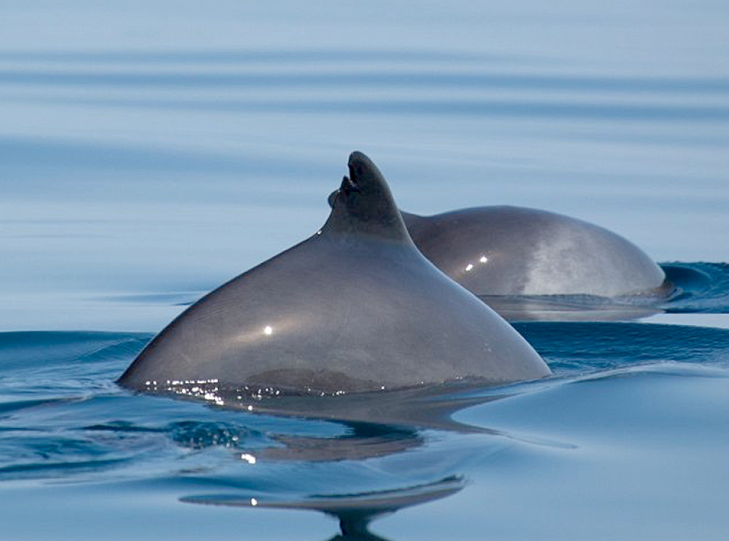 Harbor Porpoise.