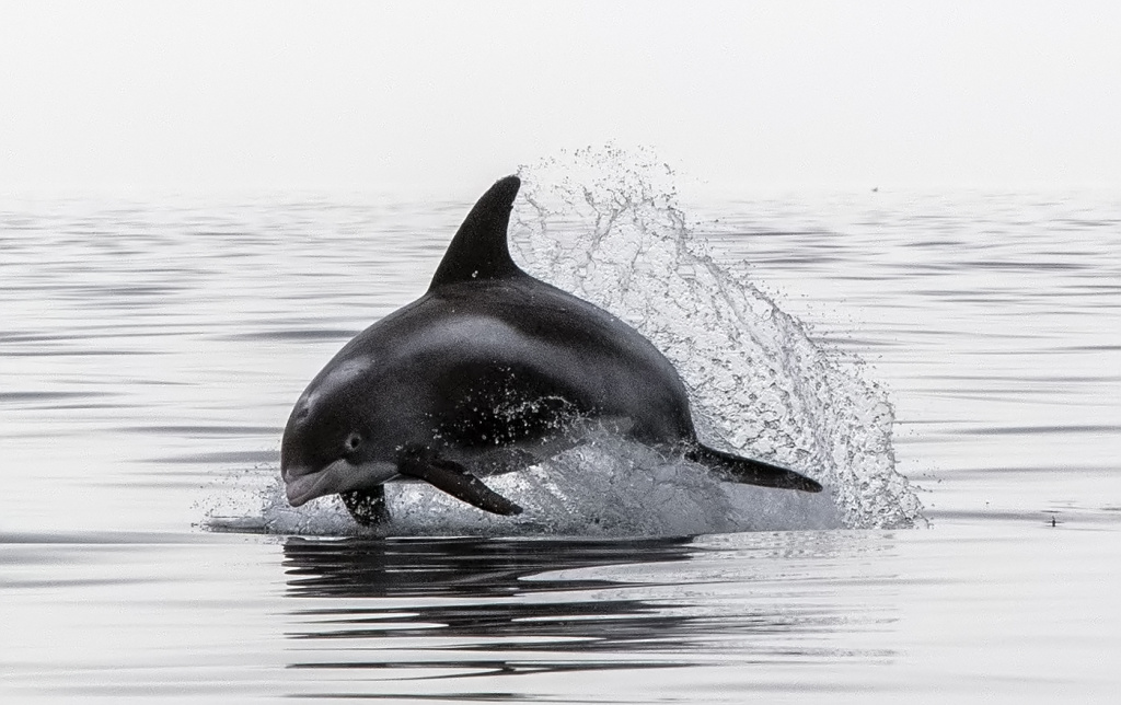 A jumping white beaked dolphin outside of Andøy. © Marten Bril.