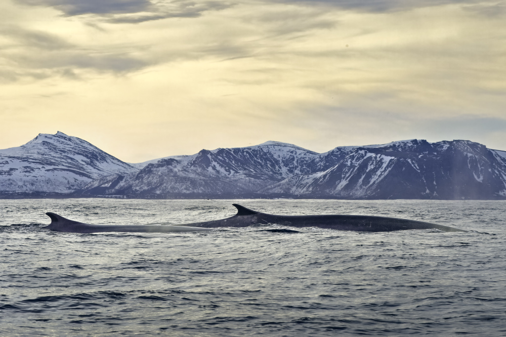 Fin whales in wintertime. © Luis Dias.