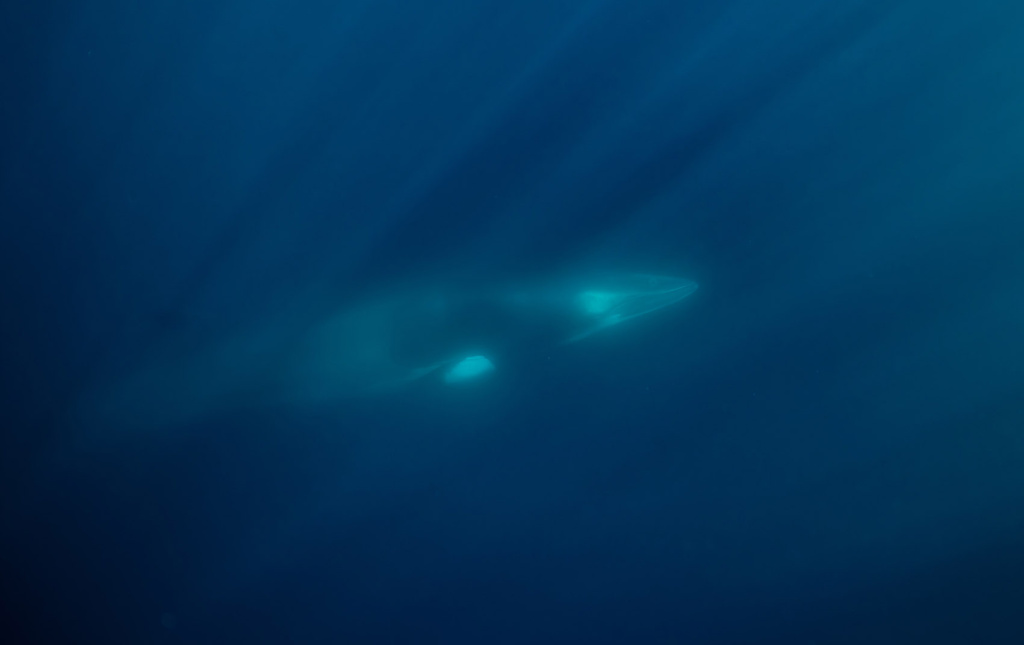 Minke whale below surface. © Ove Pedersen.