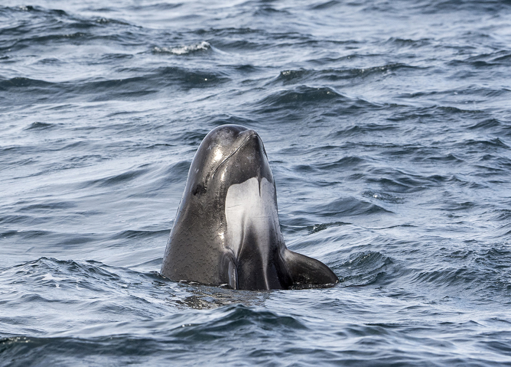 A curious pilot whale showing off to the whale safari guests off Andøy in Vesterålen. © Marten Bril.