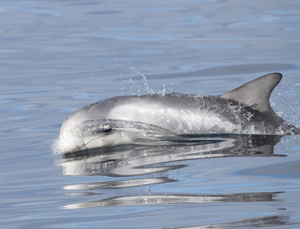 Risso's dolphin. ©Luis Dias.